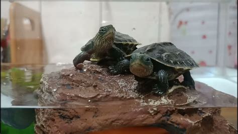 輔弼 烏龜可以養兩隻嗎